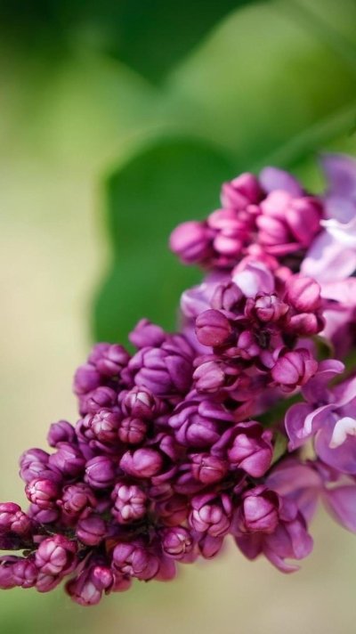 Сирень Веймутова