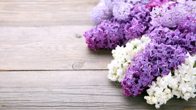 Сирень Флауэр перпл