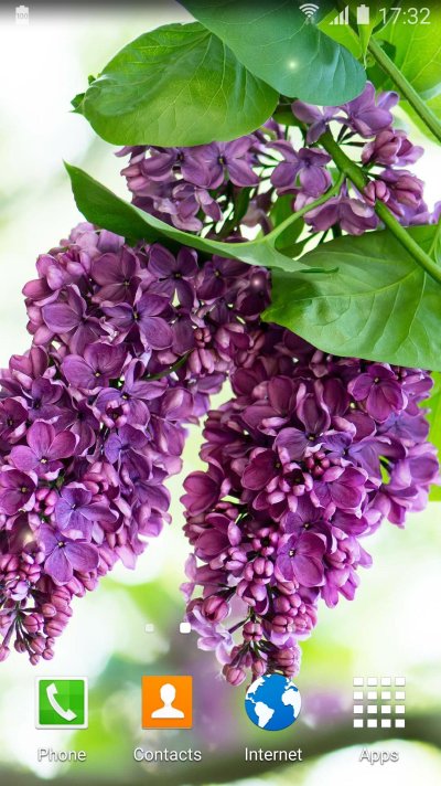 Живые цветы сирень