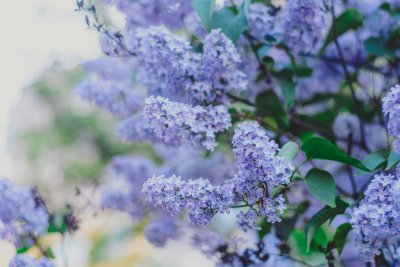 Сирень голубая сирень
