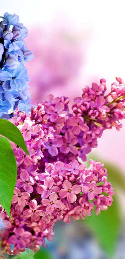 Весенние цветы сирень