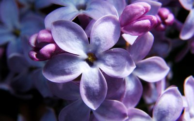 Сирень пятилистник