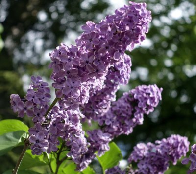 Сирень Мичурин