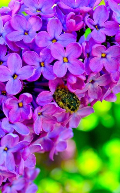 Яркие цветы