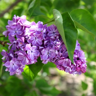 Сирень Шарль Жоли