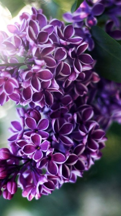 Сирень пятилистник