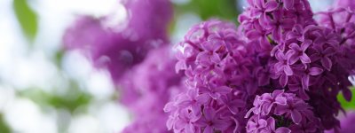 Цветущая сирень