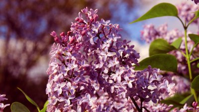 Сирень обои