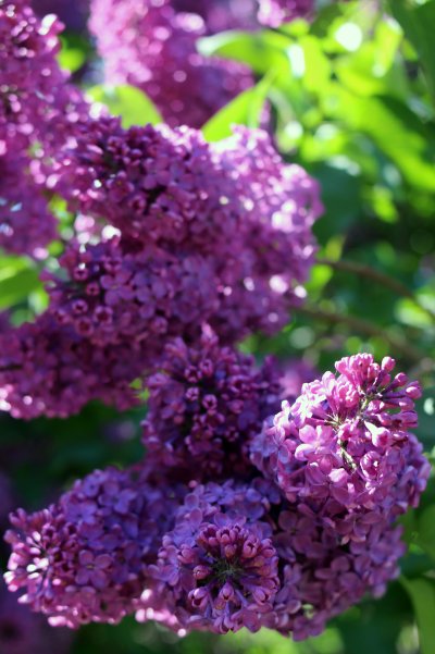 Сирень Глори