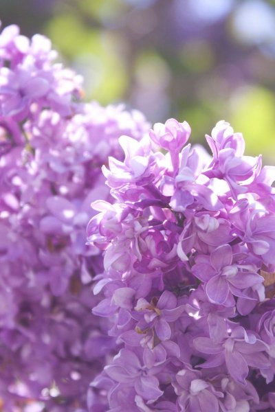 Сирень Гарсиа Лорка