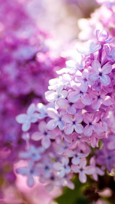 Весенние цветы сирень