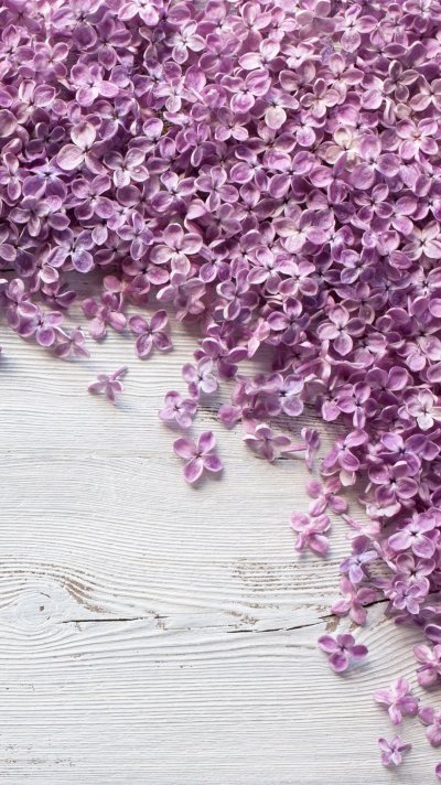 Сиреневые цветы