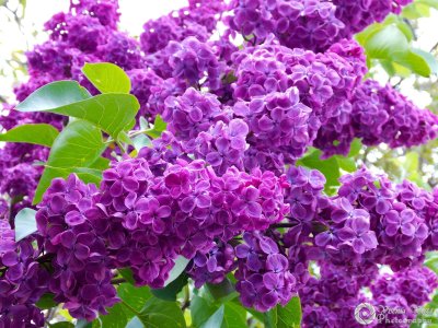 Сирень обыкновенная Шарль Жоли