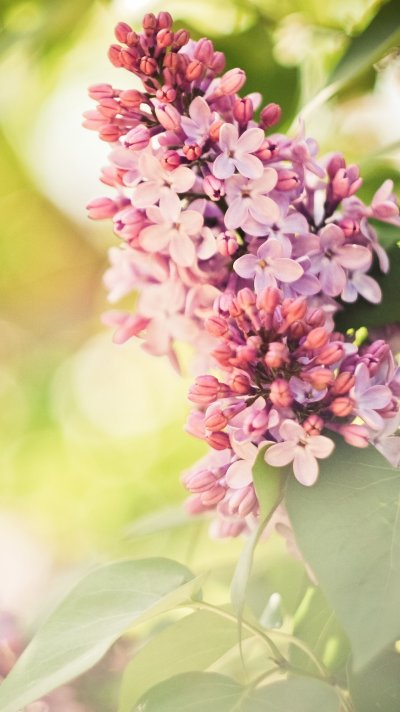 Весна сирень