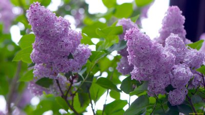 Сирень Сильвер Кинг