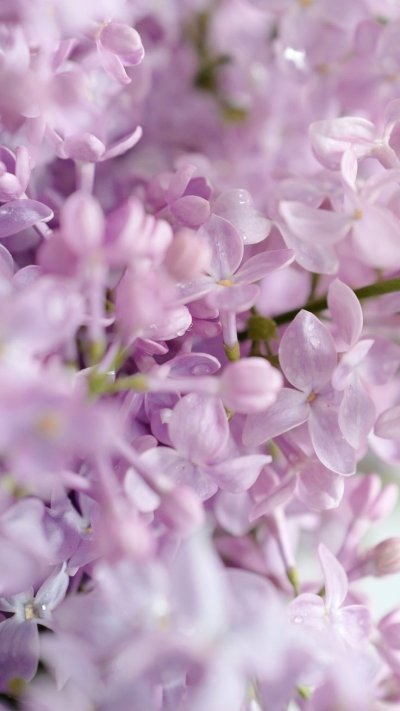 Сирень и тюльпаны