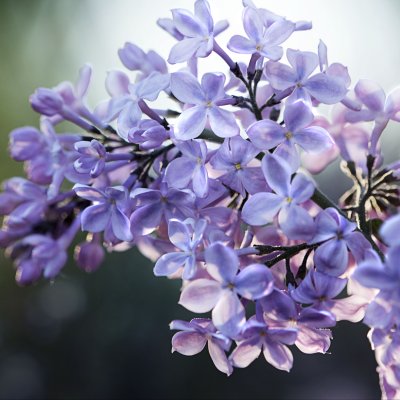 Обои на рабочий стол цветы