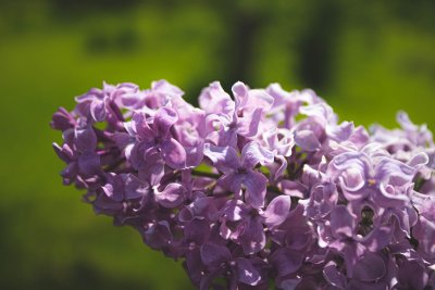 Сирень Капитан Бальте