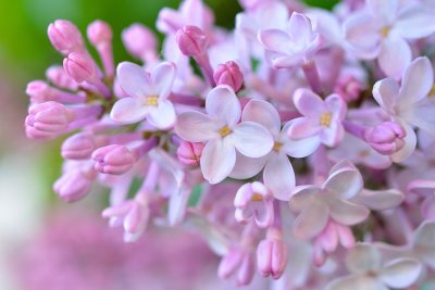 Сирень соцветие