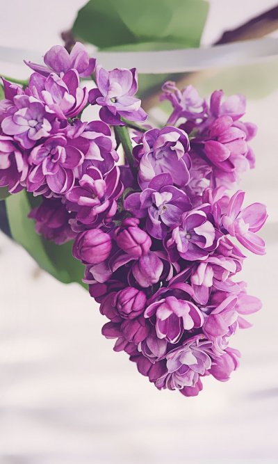 Сирень Вехова