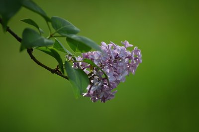 Сирень Прайм Роуз