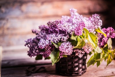 Сирень цветы