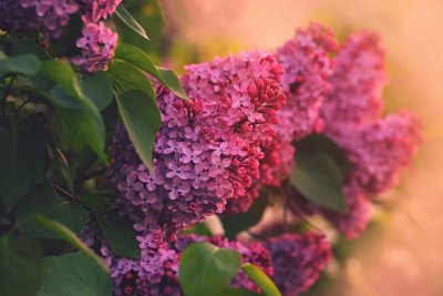 Сирень Кэнди Роуз