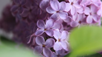 Сирень Сара Сэндс