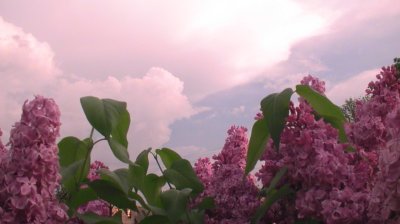 Сирень Калифорния Роуз