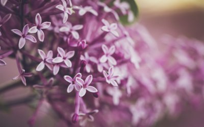 Сирень обои