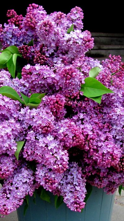 Сирень гималайская