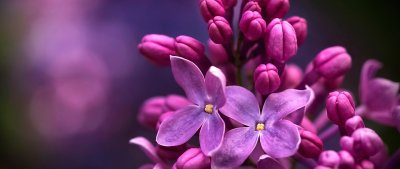 Сирень сиреневая