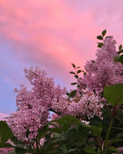 Сирень Мичурин