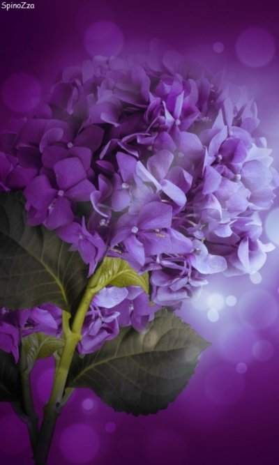 Сирень Персидская гортензия