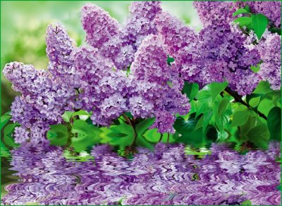 Сирень Аукубафолия