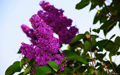 Сирень обыкновенная Заря коммунизма