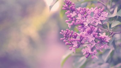 Сирень обыкновенная Милосердие