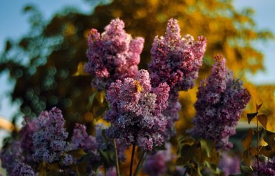 Клод Моне сирень