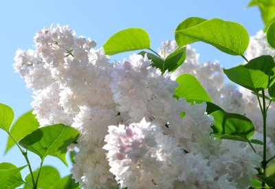 Черемуха, сирень сирень