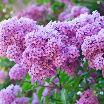 Сирень Звегинцева (Syringa sweginzowii)