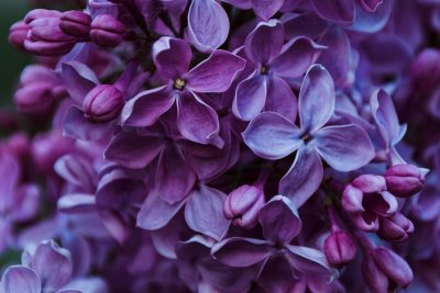 Сирень шаровидная