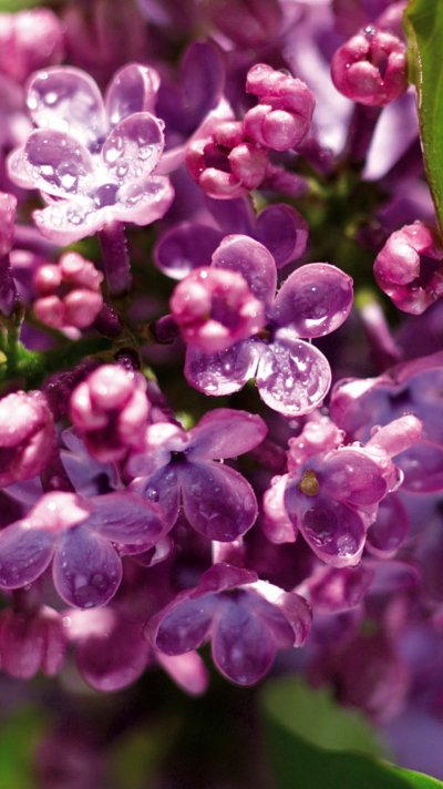 Сирень в росе