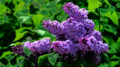 Сирень обыкновенная Зорька Венера