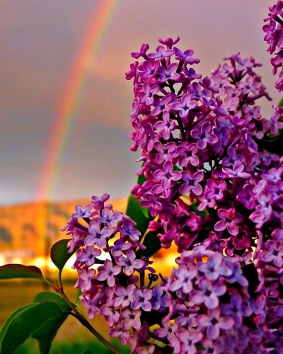 Сирень Амория