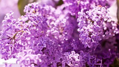 Сирень обои
