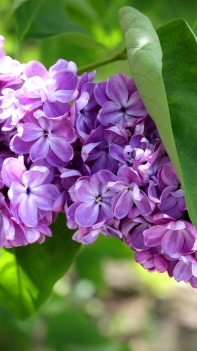 Персидская махровая сирень