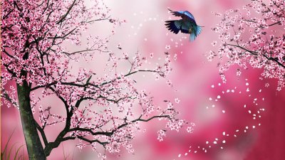 Сакура черри блоссом дерево