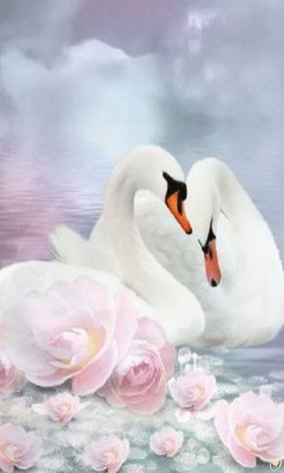 Лебеди обои