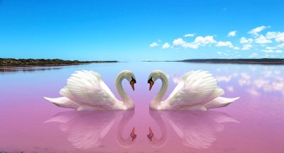 Пара лебедей