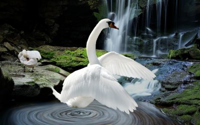 Живые лебеди